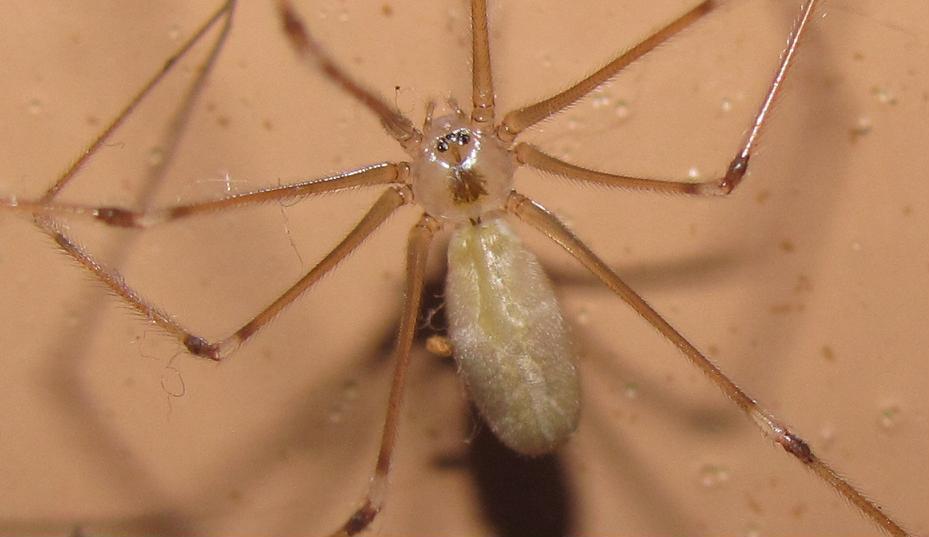 Pholcus phalangioides - Sostegno (BI)